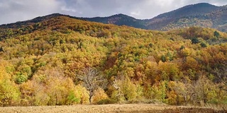 秋天树木森林山景观