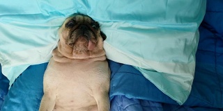 哈巴狗正在午睡，躺在床上的枕头上休息，舌头伸着，看起来很滑稽