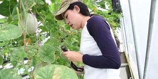 亚洲妇女农民测量瓜在温室植物重量