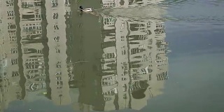 鸭子。在高楼大厦的映衬下，鸭子沿着湖游泳