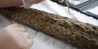 一位古生物学家刷去了一具鳞翅目植物化石根上的污垢
