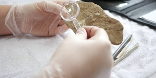 一位古生物学家用放大镜- ALT角观察一具长棘兽腕足类化石