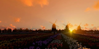 荷兰风车和骑自行车的人在郁金香和美丽的日落，4K