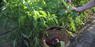 一个农民仔细检查绿色的保加利亚辣椒灌木丛中是否有成熟的果实的特写。找到一个小的深绿色的辣椒，切下来，和辣椒一起放在柳条篮子里