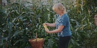 一个女人在她的花园里劳作，为自己种植所有的食物。女主人从玉米棒上剥下外壳和叶子，仔细检查，然后小心地把它放在柳条篮子里带回家做饭