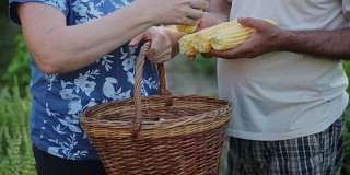 特写农民的手谁收获了一个小作物。一个男人捧着几颗玉米，一个女人从他手中拿走一颗逃跑的玉米，仔细检查后把它放在柳条篮子里和其他蔬菜放在一起