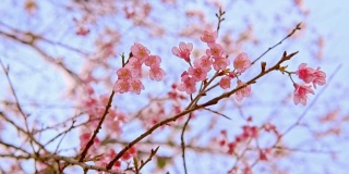在蓝天的映衬下，牛奶纱般的粉红色日本樱花呈现出模糊的效果