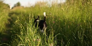 一只狗在乡间小路上奔跑。夏天的日落。动态视频,替身