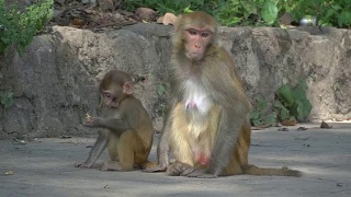 雌猴与幼崽视频素材模板下载