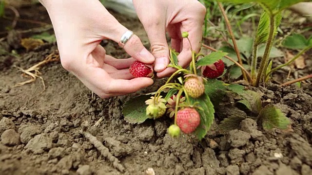 农民在草莓农场采摘草莓，正面