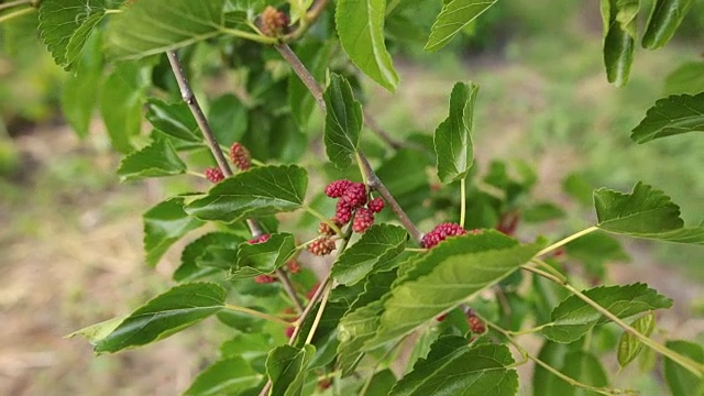 特写与桑树在花园里，桑树挂在树枝上