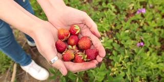 新鲜的有机草莓在人的手中