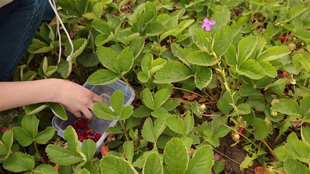 女农民在花园里采摘成熟的红草莓