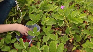 女农民在花园里采摘成熟的红草莓视频素材模板下载