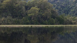 热带雨林和塔斯马尼亚的戈登河视频素材模板下载