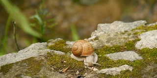 大自然中的蜗牛。