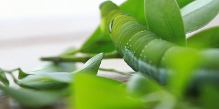 巨大的绿色蠕虫正在吃绿色的叶子
