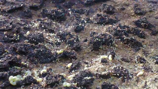 蚂蚁在地上产卵