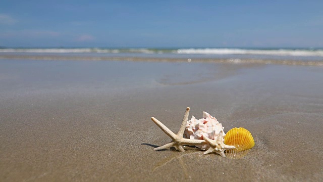 沙滩上的海星和贝壳，清新的热带夏季背景，4K Dci分辨率