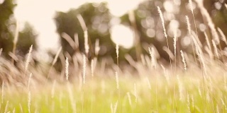 柔软的梦幻白色草羽毛在风与温暖的夏天阳光的光，柔软和清新的自然在秋天，一个春天或夏天的季节背景