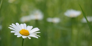 田野里的雏菊。