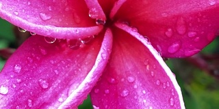 特写粉鸡蛋花与雨滴