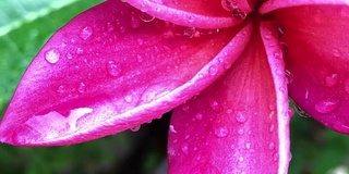 特写粉鸡蛋花与雨滴