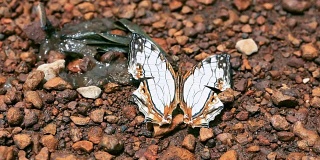 特写美丽的蝴蝶抱在THR地板在一天时间后的雨