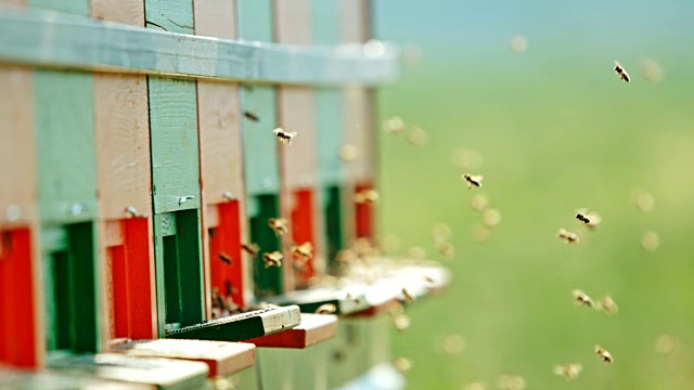 蜜蜂绕着蜂巢的入口飞行
