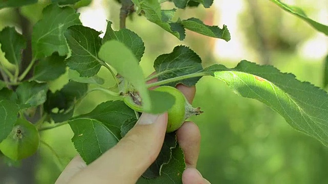 在果园里，一只手正在检查未成熟的苹果