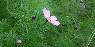 花坛上美丽的宇宙花。近距离