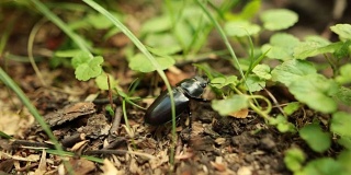 大黑牡鹿甲虫在森林的草丛中爬行。特写镜头