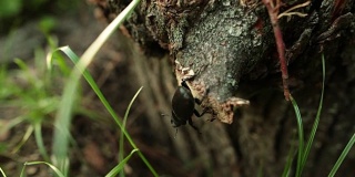 大黑牡鹿甲虫爬过森林中的一棵树