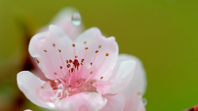 水滴落在桃花上