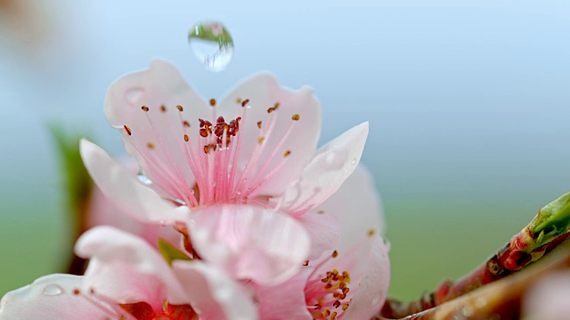 水滴落在粉红色的花上