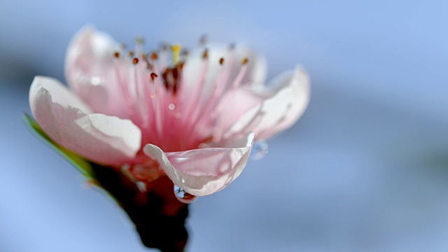 一滴水滴落在花上