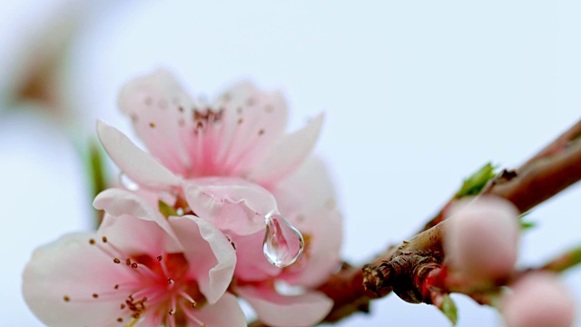 水滴缓缓落在桃花上