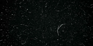 白色的尘埃粒子在黑色的背景下在太空中缓慢移动。抽象粒子运动背景。慢镜头宏观尘埃粒子爆炸流在黑色背景