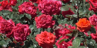 花园里的红玫瑰绽放