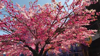 粉红色的樱花在花园里盛开视频素材模板下载