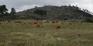 欧洲葡萄牙东北部野牛群的实时记录。