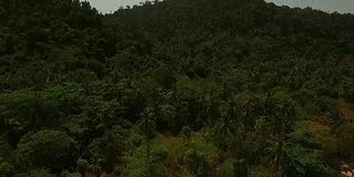 鸟瞰图棕榈树和树木景观在Koh Rok Yai岛，泰国。