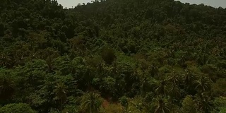 鸟瞰图棕榈树和树木景观在Koh Rok Yai岛，泰国。