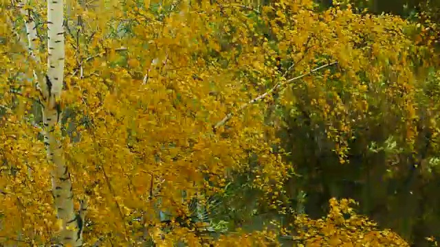风从桦树上摘下了秋天的黄叶