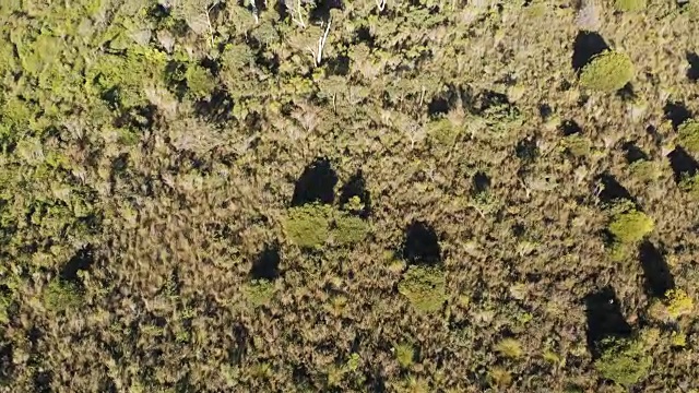 空中镜头澳大利亚树木灌木森林景观俯视图