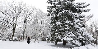 冬冷杉枝上有白霜和雪