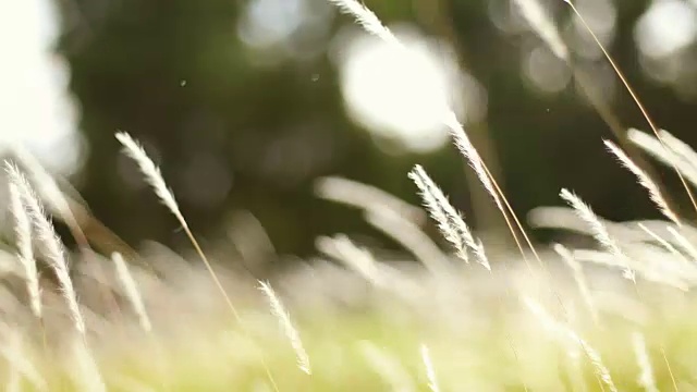 柔软的梦幻白色草羽毛在风与温暖的夏天阳光的光，柔软和清新的自然在秋天，一个春天或夏天的季节背景