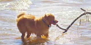 在阳光明媚的日子里，一只有趣的狗喝着河里的水