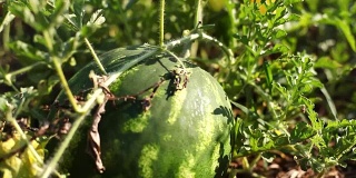 西瓜在地里生长的特写