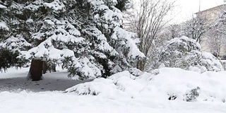 冬冷杉枝上有白霜和雪